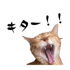 [LINEスタンプ] ちゃーくんからあなたへ8