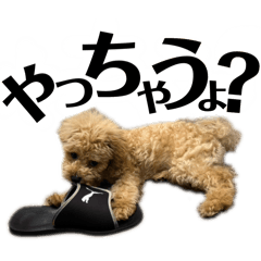 [LINEスタンプ] やっちゃうよ？もこ