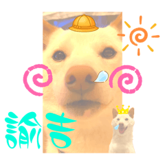 [LINEスタンプ] 白柴犬ご飯