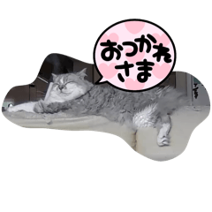 [LINEスタンプ] ねこねこスタンプ日常168