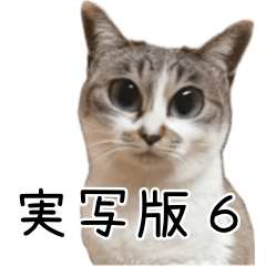 [LINEスタンプ] 《実写版》ゆる猫の日常あいさつ 6