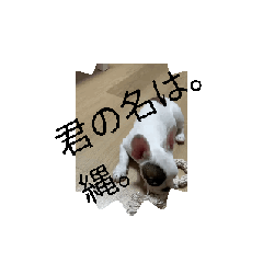 [LINEスタンプ] FRENCHBulldogブン太くん