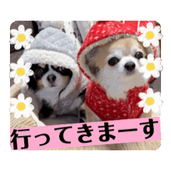 [LINEスタンプ] チワワといっしょ♡動くチワワ♡