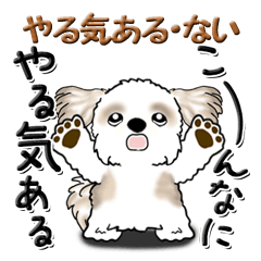 [LINEスタンプ] シーズー犬 145『やる気ある？ない？』の画像（メイン）