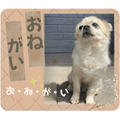 [LINEスタンプ] やんちゃ犬のお返事色々バージョン