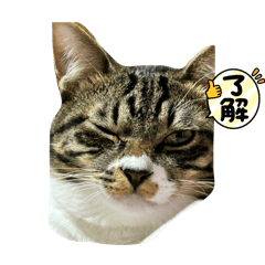 [LINEスタンプ] 保護猫しらす4の画像（メイン）