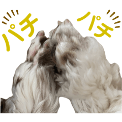 [LINEスタンプ] アメリカンコッカースパニエル 4