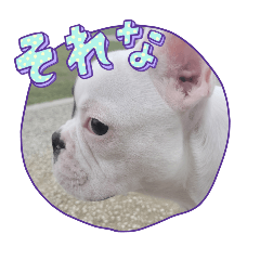 [LINEスタンプ] FRENCHBulldogのブン太くん