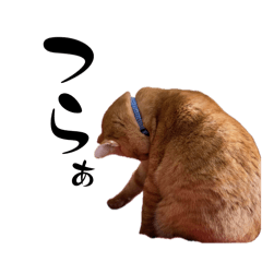 [LINEスタンプ] ちゃーくんからあなたへ10