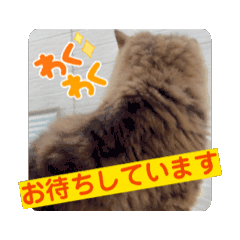 [LINEスタンプ] もこ’s スタンプ 動くもこちゃん編