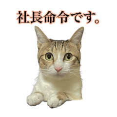 [LINEスタンプ] ゆずぽんスタンプ（実写）