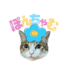 [LINEスタンプ] ゆずぽんDXスタンプ