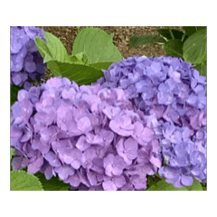 [LINEスタンプ] 紫陽花（文字無し）hydrangea 2