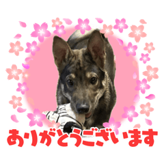 [LINEスタンプ] 犬の大