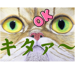 [LINEスタンプ] おおさかねこちゃん19