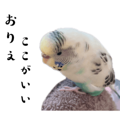 [LINEスタンプ] 汎用インコ2