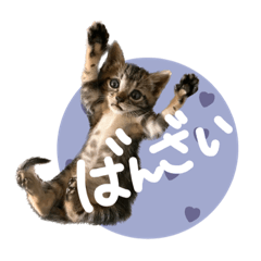 [LINEスタンプ] うち3びきのねこ