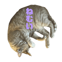 [LINEスタンプ] ฅ^•ω•^ฅ猫のスタンプฅ^•ω•^ฅ