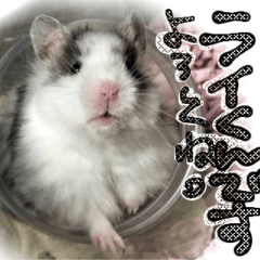 [LINEスタンプ] ゴールデンハムスター ライくんワールド