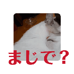 [LINEスタンプ] 猫たちの生活 朝寝て昼寝て夜も寝る