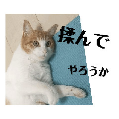 [LINEスタンプ] うごく！うちのねこたち！