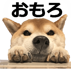 [LINEスタンプ] しゃべる柴犬（日常会話編6）