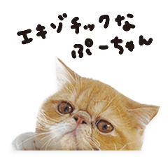 [LINEスタンプ] エキゾチックなぷーちゃん