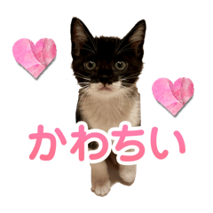 [LINEスタンプ] ココナッツ時々きらモカちゃん