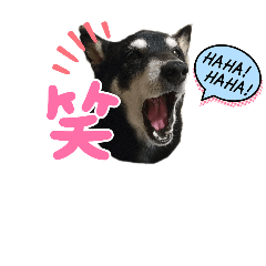 [LINEスタンプ] 黒柴あずき君2