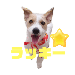 [LINEスタンプ] アーモのぽんぽん6