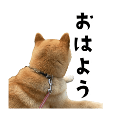 [LINEスタンプ] うちの柴犬スタンプ1