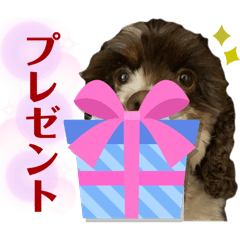 [LINEスタンプ] アメリカンコッカースパニエル ⑤