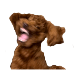 [LINEスタンプ] 気性の荒い犬