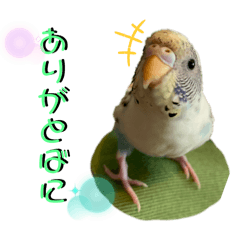 [LINEスタンプ] 個性を出したい方へおくるインコスタンプ2