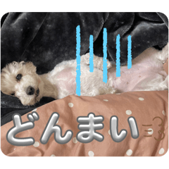 [LINEスタンプ] まるぷー 두부（トゥブ）-3