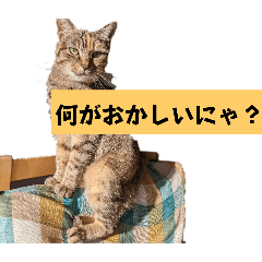 [LINEスタンプ] 表情100変化！我が家のねこスタンプ。の画像（メイン）