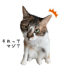 [LINEスタンプ] うんにゃ〜さん達の画像（メイン）