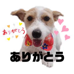 [LINEスタンプ] アーモのぽんぽん8ご挨拶