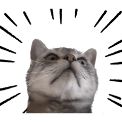 [LINEスタンプ] うりうみたろう