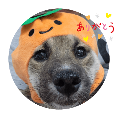 [LINEスタンプ] チョコ 犬 ワン