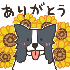 [LINEスタンプ] 夏に使いやすい！ボーダーコリースタンプ