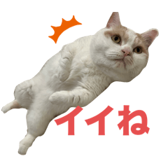 [LINEスタンプ] ムーンさんといっしょ