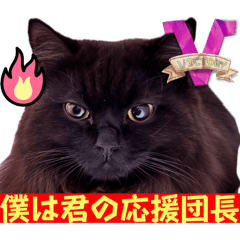 [LINEスタンプ] 黒猫 ルナ院長151にゃんめ