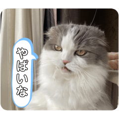 [LINEスタンプ] 我が家の3にゃん12