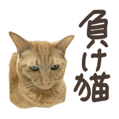 [LINEスタンプ] 褒めと罵りねこ 写真 でか文字日常 短文