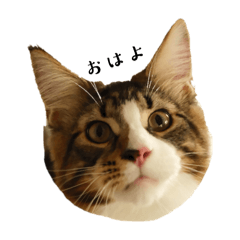 [LINEスタンプ] ねこたち2024