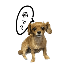 [LINEスタンプ] 花咲けぽてころ！
