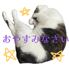 [LINEスタンプ] 日常使いやすいチョビのスタンプ❤︎