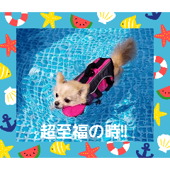 [LINEスタンプ] LUNA＆SEAだワン！！夏夏夏～海だ！！プールだ！！