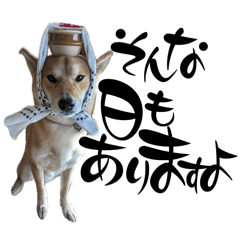 [LINEスタンプ] 柴犬 寅次郎 ブラックモードにも対応